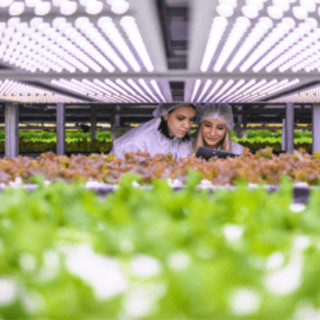 AgriMercati Ismea, positiva la congiuntura nel primo trimestre 2025
