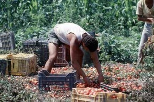 Crisi nei campi, lavoratori agricoli sempre più anziani e 1 su 2 è straniero