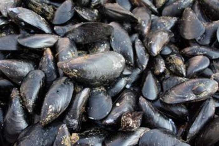 Caldo fa strage di molluschi nel delta del Po, moria di cozze e vongole Caldo fa strage di molluschi nel delta del Po, moria di cozze e vongole