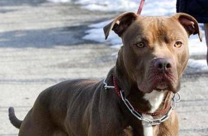 Ischia, donna azzannata da pitbull: amputata una gamba