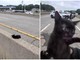 "C'è un gatto in autostrada", l'operazione di salvataggio (riuscita) a New York "C'è un gatto in autostrada", l'operazione di salvataggio (riuscita) a New York
