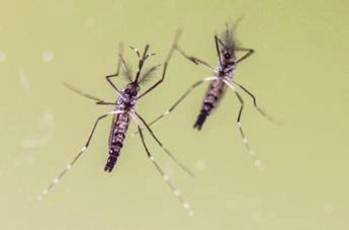 Allarme febbre gialla nelle Americhe, in tre mesi casi già raddoppiati rispetto a tutto il 2024