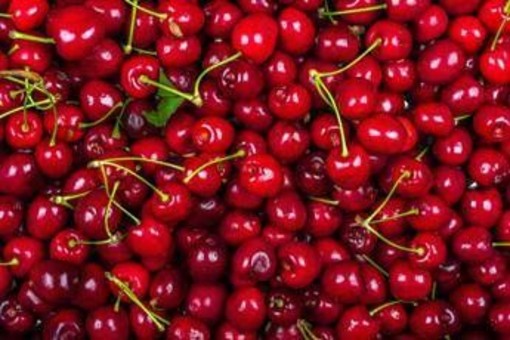 La ciliegia e le qualità 'nascoste', Calabrese: "Anche il gambo fa bene" La ciliegia e le qualità 'nascoste', Calabrese: "Anche il gambo fa bene"