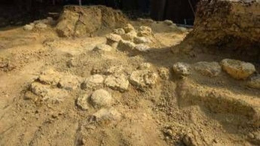 In Francia trovate oltre 100 uova di dinosauro, hanno 72 milioni di anni