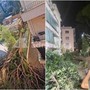 Roma, pino secolare cade su un palazzo in zona Salaria: residenti bloccati