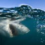 Australia, surfista ucciso da uno squalo a Sydney