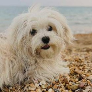 Spiagge, dall'accesso con i cani al gioco a pallone ecco il vademecum dei diritti dei bagnanti