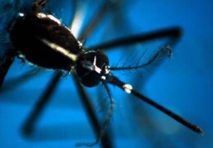 &quot;Zanzara è l'animale più pericoloso del mondo&quot;: ecco perché