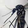 Dengue, in focolai in Italia prevale trasmissione a breve distanza: entro 400 metri Dengue, in focolai in Italia prevale trasmissione a breve distanza: entro 400 metri