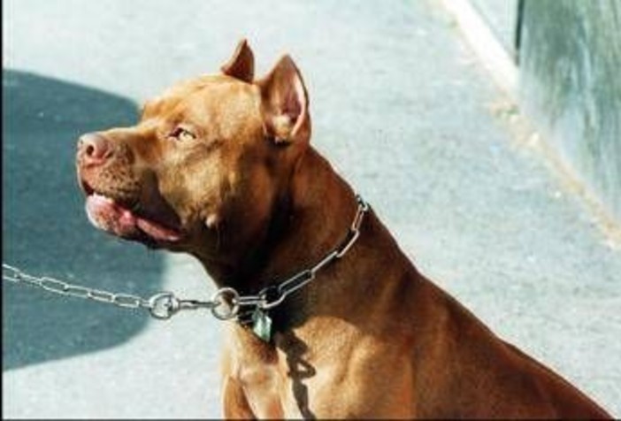 Pitbull attacca padrone e viene ucciso, il veterinario: "Cane non educato diventa problema"