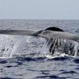 Balena di 200 anni in Groenlandia: "È nata prima della guerra civile americana"