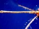 West Nile, quarta vittima nel Lazio: morta 93enne