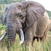 Uganda, scontro tra minibus ed elefante in parco nazionale: 3 morti Uganda, scontro tra minibus ed elefante in parco nazionale: 3 morti