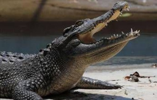 Pistoia, "c'è un coccodrillo nel laghetto": scattate le ricerche
