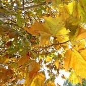 Equinozio d'Autunno con calo delle temperature minime, piogge venerdì poi weekend di sole Equinozio d'Autunno con calo delle temperature minime, piogge venerdì poi weekend di sole