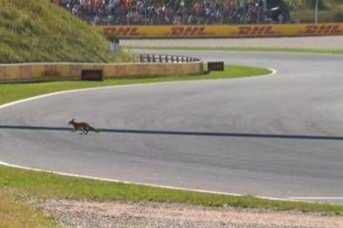 Formula 1, 'invasione di campo' in Olanda. Leclerc: &quot;C'è una volpe in pista&quot;