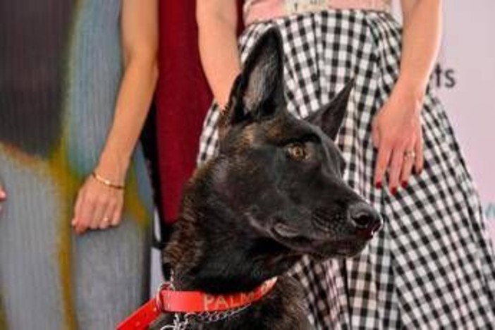 Cannes, il cane Yuri vince la Palm Dog: è la star del film 'La Perra'