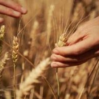 Mondelez, Mangiarotti: "Con Harmony supportiamo introduzione di tecniche di agricoltura rigenerativa" Mondelez, Mangiarotti: "Con Harmony supportiamo introduzione di tecniche di agricoltura rigenerativa"