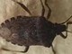 Malattia di Chagas spaventa l'America Latina, circa 6 mln convivono con l'infezione parassitaria Malattia di Chagas spaventa l'America Latina, circa 6 mln convivono con l'infezione parassitaria