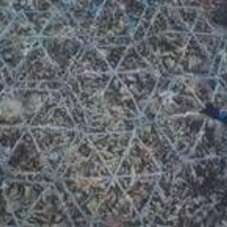 Ripristino barriere coralline, su Prime Video il documentario Reef Builders