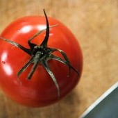 Rischio salmonella a Bari, Asl vieta pomodori freschi in mense nidi, scuole e Rsa Rischio salmonella a Bari, Asl vieta pomodori freschi in mense nidi, scuole e Rsa