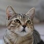 Gatto scompare per 10 anni, poi si presenta... al compleanno della padrona Gatto scompare per 10 anni, poi si presenta... al compleanno della padrona