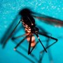 West Nile, primo caso di infezione in Veneto