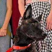 Cannes, il cane Yuri vince la Palm Dog: è la star del film 'La Perra' Cannes, il cane Yuri vince la Palm Dog: è la star del film 'La Perra'