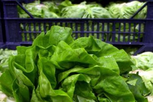 Epidemia di ciclosporiasi negli Usa, "infezioni causate da lattuga servita da Taco Bell" Epidemia di ciclosporiasi negli Usa, "infezioni causate da lattuga servita da Taco Bell"