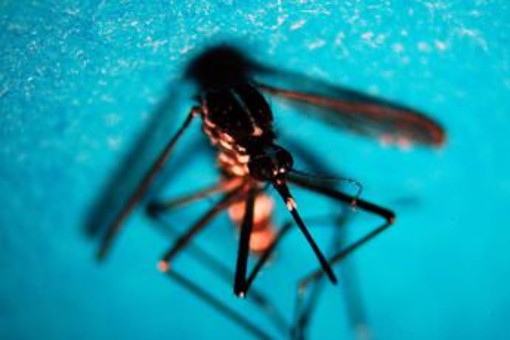 Estate, allarme zanzare: "Con caldo ciclo più rapido e rischio Dengue-West Nile" Estate, allarme zanzare: "Con caldo ciclo più rapido e rischio Dengue-West Nile"