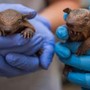 Lebbra, casi in aumento in Florida e l'armadillo torna sotto i riflettori Lebbra, casi in aumento in Florida e l'armadillo torna sotto i riflettori