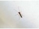 West Nile, saliti a 9 i morti in Italia. Bassetti: &quot;Non intasare i pronto soccorso&quot;
