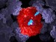 Talassemia e anemia falciforme, la 'forbice' molecolare funziona anche nei bambini Talassemia e anemia falciforme, la 'forbice' molecolare funziona anche nei bambini
