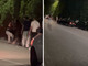 Taormina, auto a tutta velocità su giovani fuori da una discoteca - Il video Taormina, auto a tutta velocità su giovani fuori da una discoteca - Il video