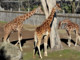 Banca del Fucino, la musica del Teatro dell’Opera di Roma al Bioparco Banca del Fucino, la musica del Teatro dell’Opera di Roma al Bioparco