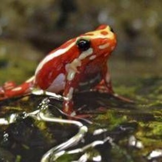 Epibatidina, tossina della rana freccia: cos'è il veleno che potrebbe aver ucciso Navalny