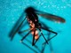 West Nile, primo caso di infezione in Veneto West Nile, primo caso di infezione in Veneto