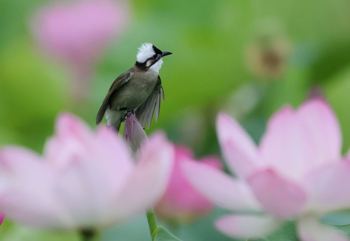 Cina, stretta sulla caccia illegale agli uccelli e i reati contro fauna selvatica Cina, stretta sulla caccia illegale agli uccelli e i reati contro fauna selvatica