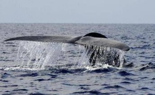 Balena di 200 anni in Groenlandia: "È nata prima della guerra civile americana"