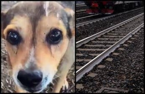 Cagnolina legata sui binari e uccisa, la confessione choc: &quot;Mi hanno chiesto di farlo&quot;