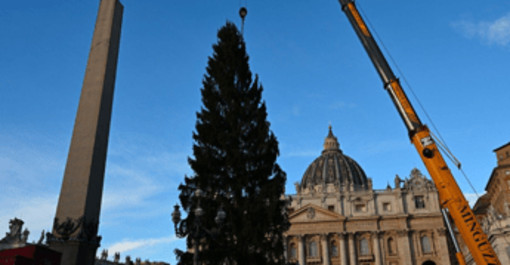 Piazza San Pietro, arriva il Natale: innalzato l'abete gigante da 27 metri Piazza San Pietro, arriva il Natale: innalzato l'abete gigante da 27 metri