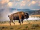 Il bisonte carica e fa volare il turista, l'attacco choc a Yellowstone