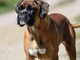 Cani e problemi respiratori, le 12 razze a rischio dal pechinese al boxer Cani e problemi respiratori, le 12 razze a rischio dal pechinese al boxer