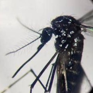 Dengue, in Italia quasi 700 casi in 2024. Torna allarme zanzare, Bassetti: &quot;Momento di agire&quot;