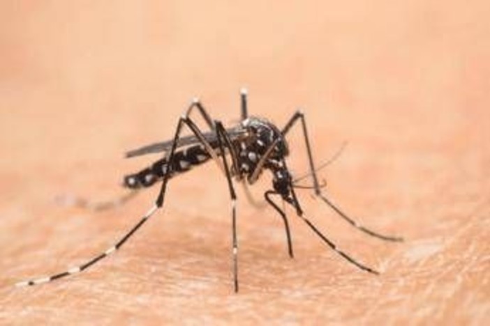Cina, è allarme Chikungunya: oltre 7.700 casi
