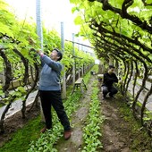 Cina, nuove misure per modernizzare la produzione agricola