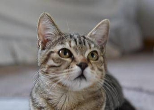 Gatto scompare per 10 anni, poi si presenta... al compleanno della padrona