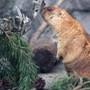 Troppo caldo in Svizzera, le marmotte traslocano più in alto (ma non troppo)
