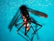 West Nile, Fism: &quot;Apprezzamento per attività Dipartimento Prevenzione ministero Salute&quot;