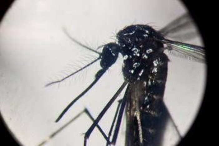 Dengue, un caso in provincia di Como: &quot;Piano di disinfestazione, no prodotti dell'orto&quot;